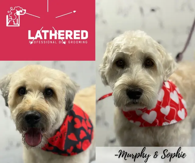 LATHERED Professional Pet Grooming — photo from the business 3
