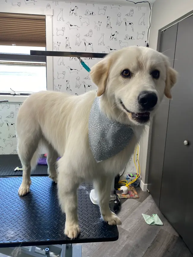 LATHERED Professional Pet Grooming — photo from the business 7