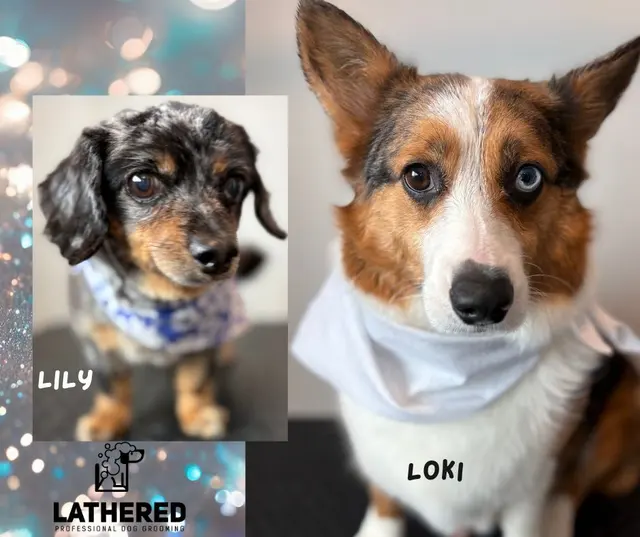LATHERED Professional Pet Grooming — photo from the business 5