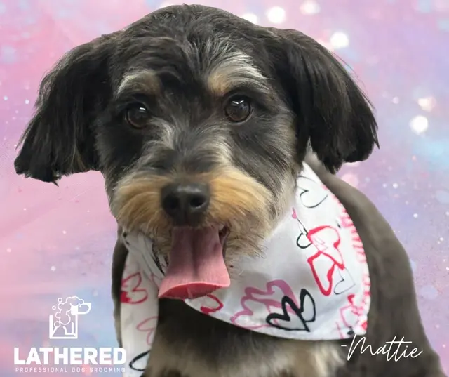 LATHERED Professional Pet Grooming — photo from the business 1