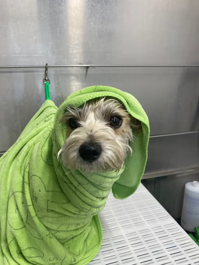 LATHERED Professional Pet Grooming — photo from the business 9
