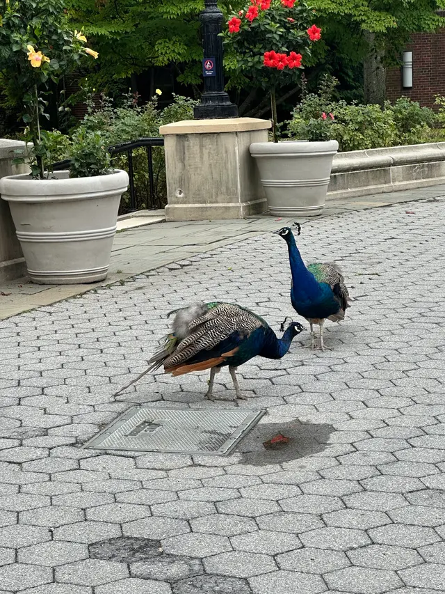 Customer photo of work by Prospect Park Zoo, from Natali Palaquachi's review