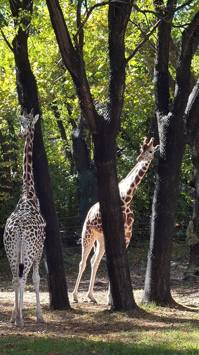 Bronx Zoo — customer photo 10