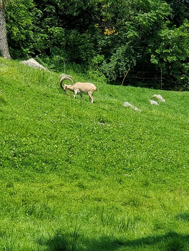 Bronx Zoo — customer photo 7