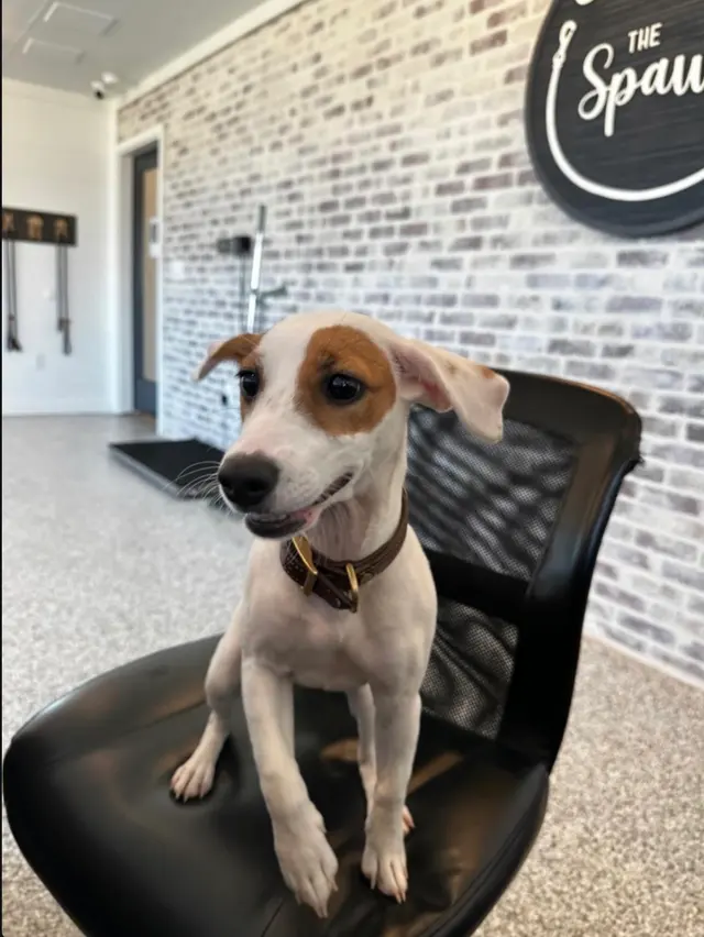 The Spawt — customer photo 8
