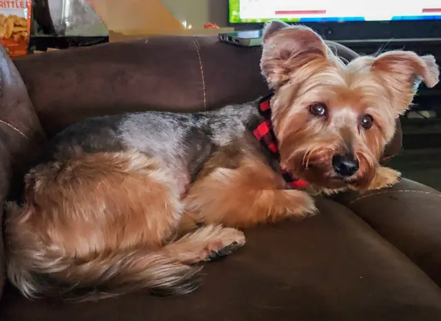 Dawn's Almost Human Pet Grooming — customer photo 3