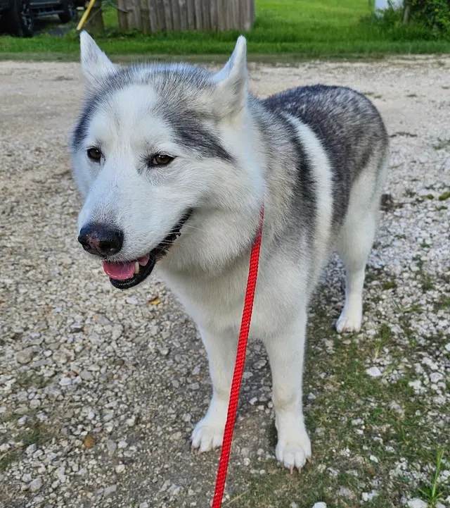 Dawn's Almost Human Pet Grooming — customer photo 11