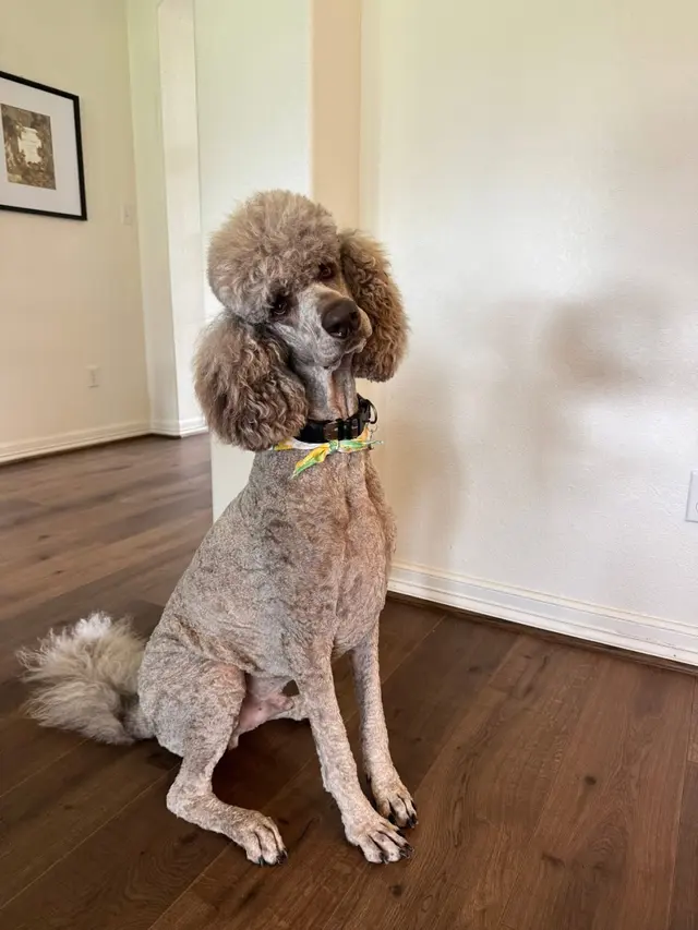 Dawn's Almost Human Pet Grooming — customer photo 7