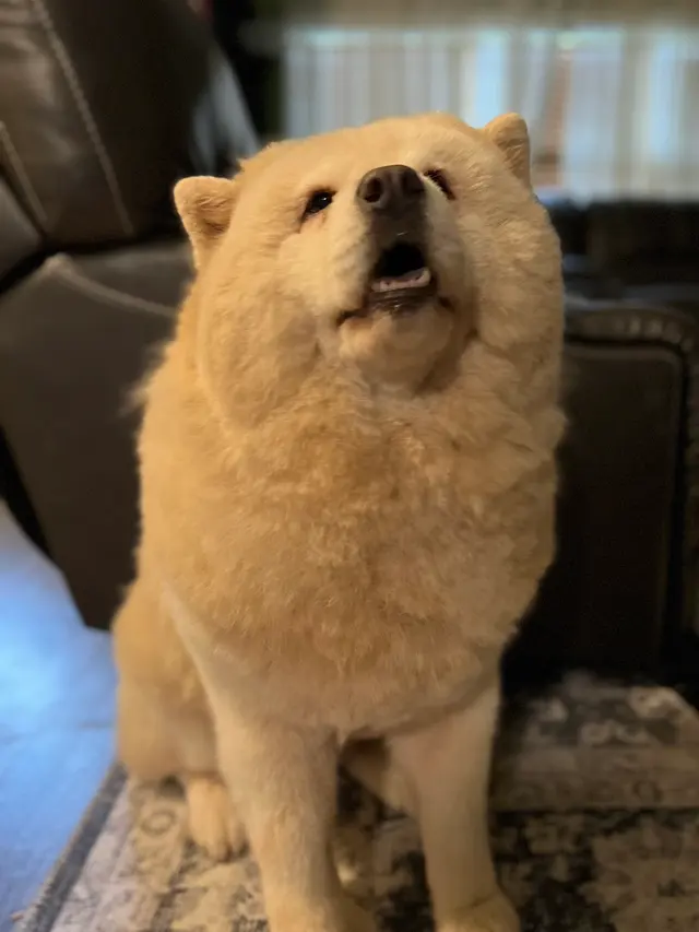 Dawn's Almost Human Pet Grooming — customer photo 8