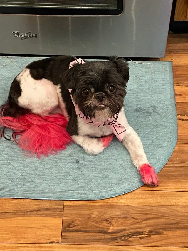 Dawn's Almost Human Pet Grooming — customer photo 2
