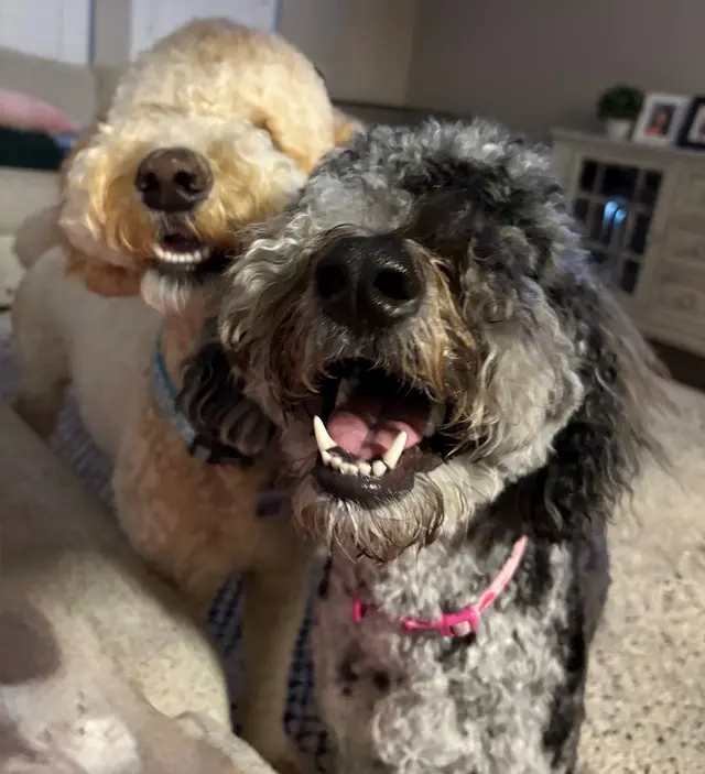 Dawn's Almost Human Pet Grooming — customer photo 10