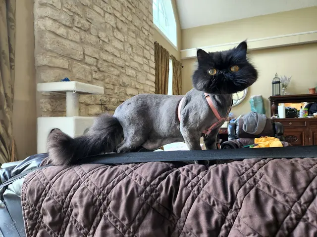 Dawn's Almost Human Pet Grooming — customer photo 5