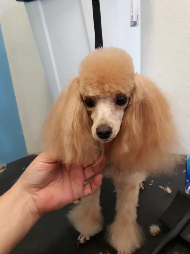 Dawn's Almost Human Pet Grooming — photo from the business 9