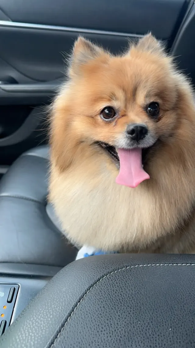 Dawn's Almost Human Pet Grooming — customer photo 4