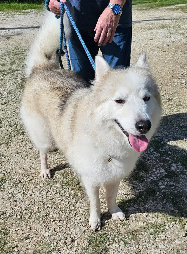 Dawn's Almost Human Pet Grooming — customer photo 6
