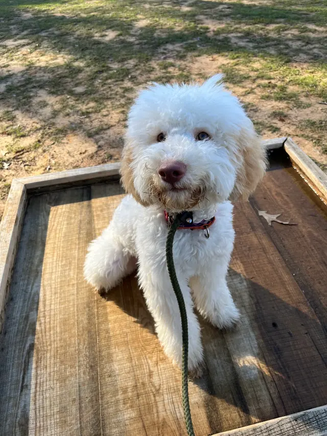 Texas Canine Training LLC — photo from the business 11