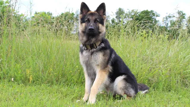 Texas Canine Training LLC — photo from the business 1