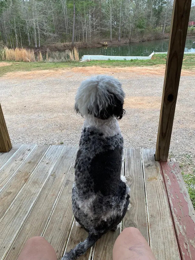 Texas Canine Training LLC — customer photo 10