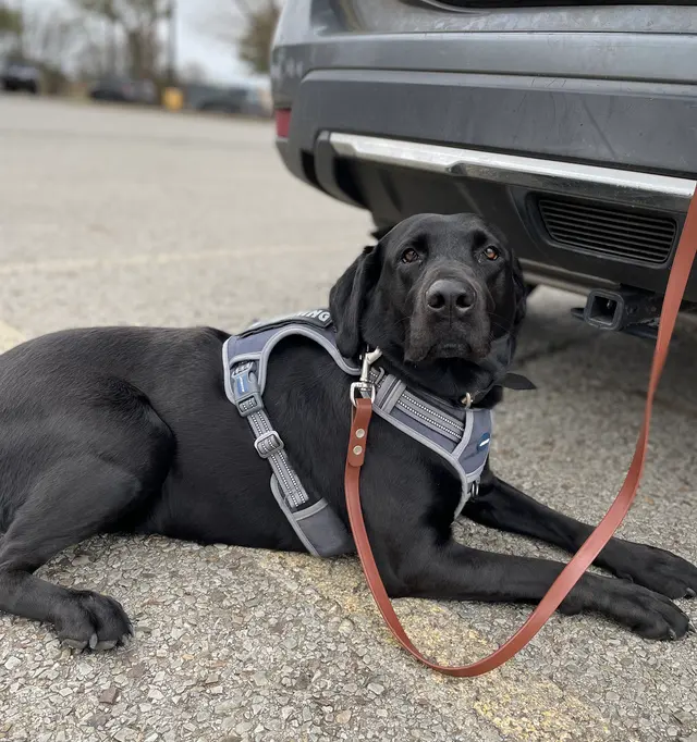 Texas Canine Training LLC — photo from the business 12
