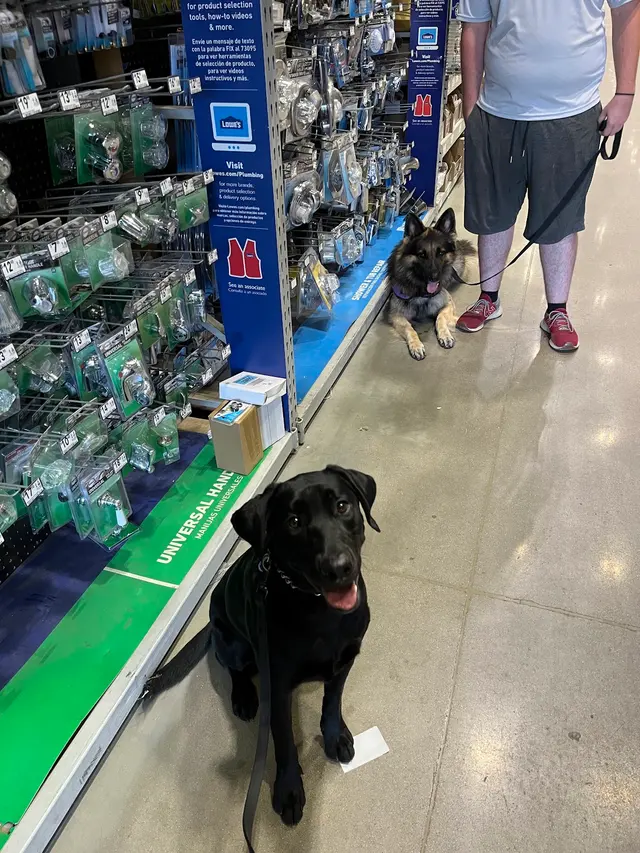Texas Canine Training LLC — photo from the business 5