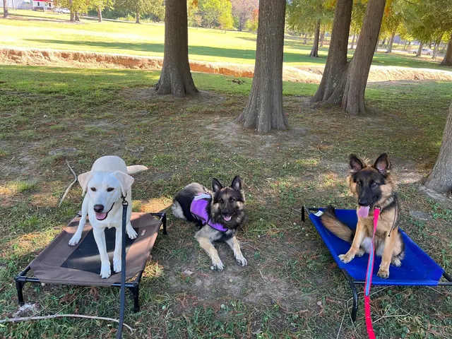 Texas Canine Training LLC — photo from the business 3