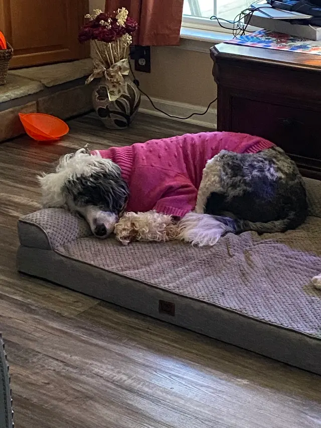 Customer photo of work by Texas Canine Training LLC, from Rebeca Burgess's review