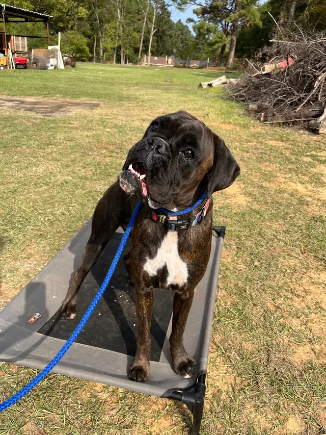Texas Canine Training LLC — photo from the business 7