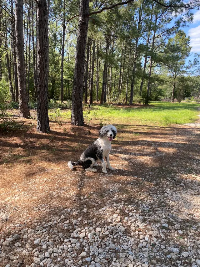 Customer photo of work by Texas Canine Training LLC, from Rebeca Burgess's review