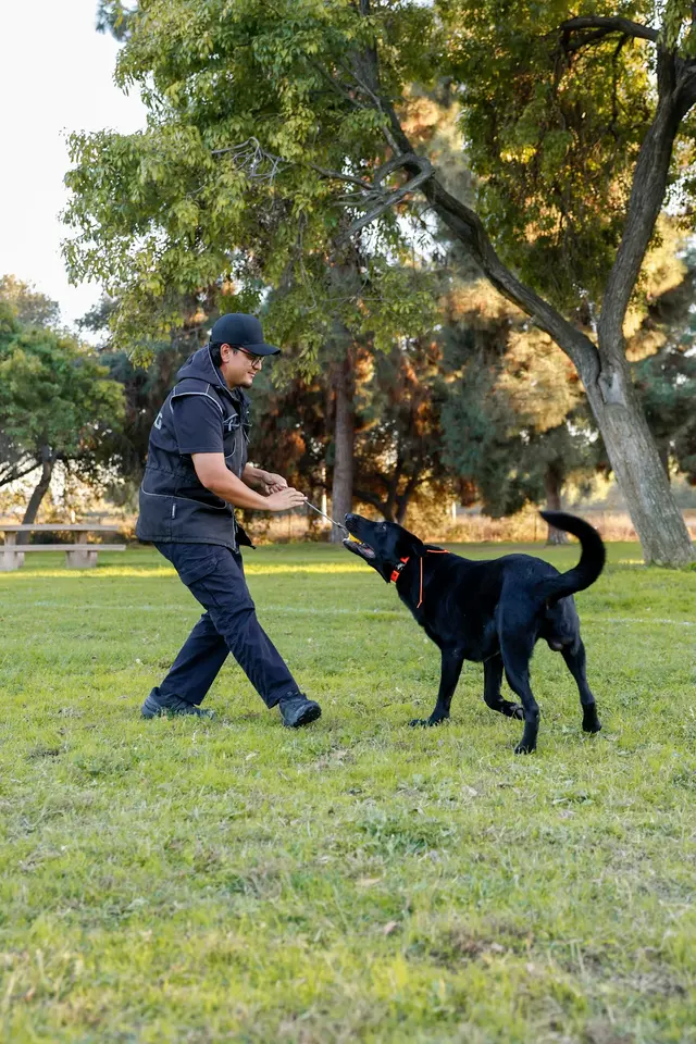 Steven Shepherd K9 Academy — photo from the business 2