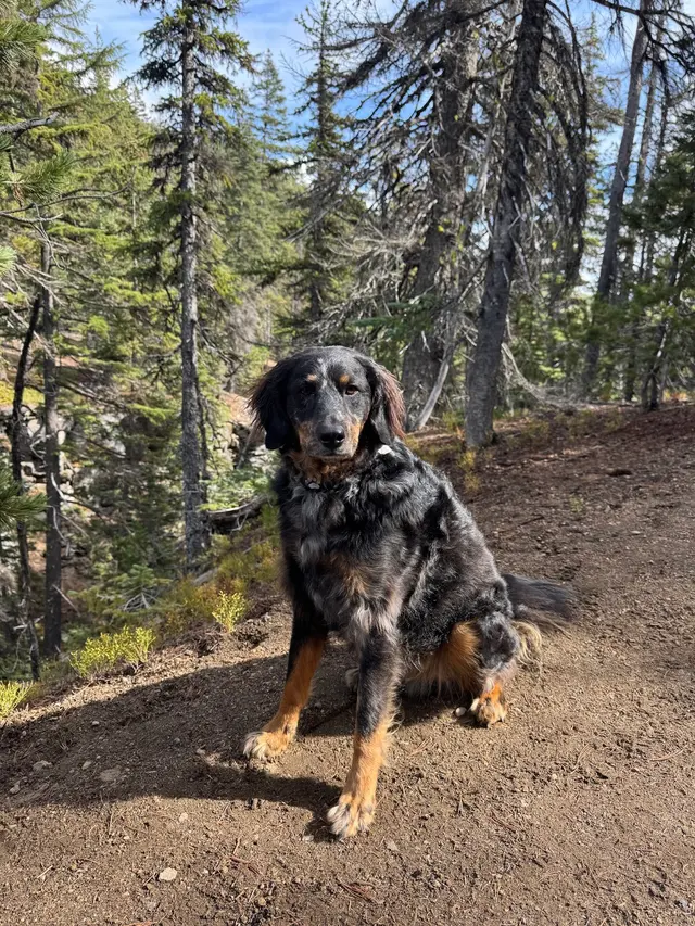 Steven Shepherd K9 Academy — customer photo 10