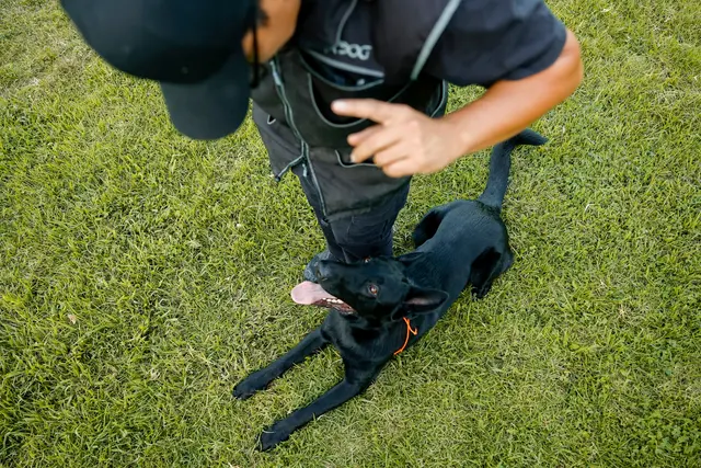 Steven Shepherd K9 Academy — photo from the business 8
