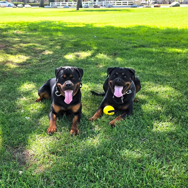 Customer photo from ivan's review
