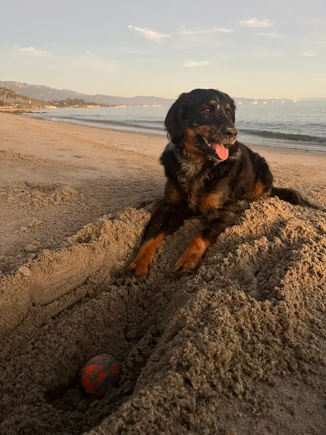 Customer photo of work by Steven Shepherd K9 Academy, from Andrea Phillips's review