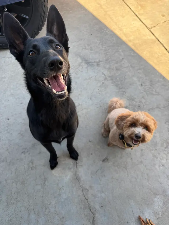 Steven Shepherd K9 Academy — photo from the business 3