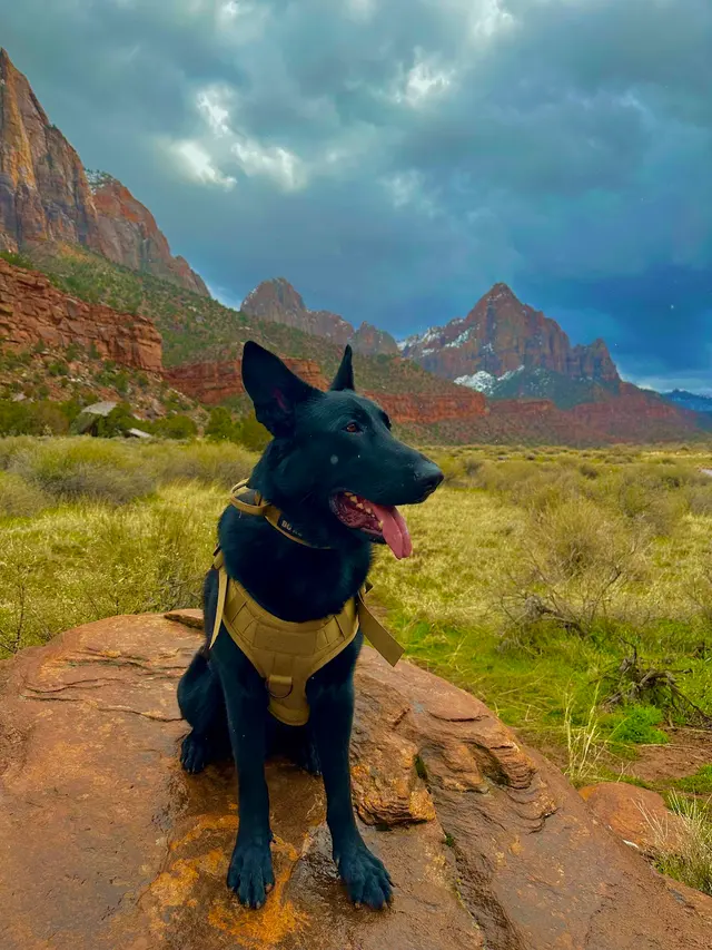 Steven Shepherd K9 Academy — photo from the business 7