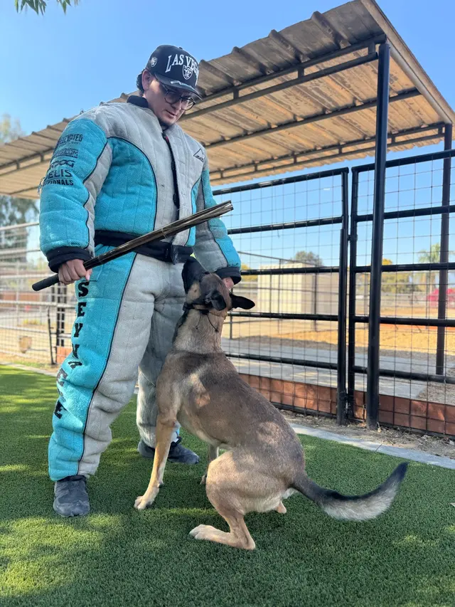 Steven Shepherd K9 Academy — photo from the business 6