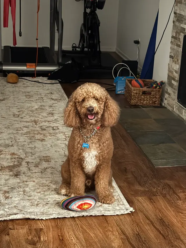 Steven Shepherd K9 Academy — customer photo 11