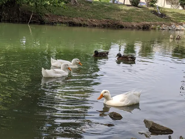 Ye Olde Mill Pond 1 — customer photo 4