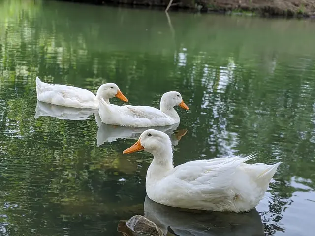 Ye Olde Mill Pond 1 — customer photo 2