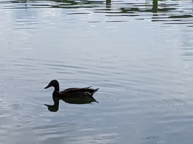 Ye Olde Mill Pond 1 — customer photo 9