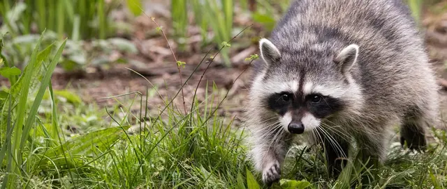 Front Range Pest and Wildlife Control — photo from the business 1