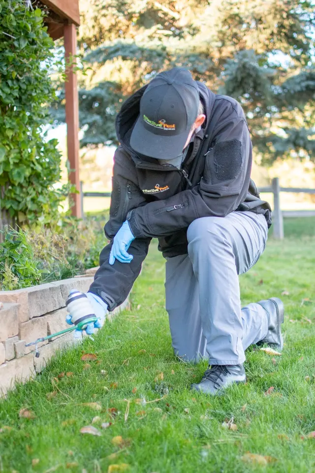 Effective Pest Services — photo from the business 6