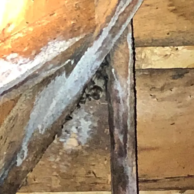 Northern Colorado Pest and Wildlife Control — photo from the business 9