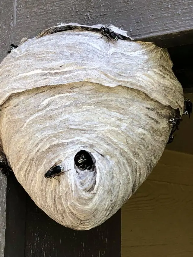 Northern Colorado Pest and Wildlife Control — photo from the business 8
