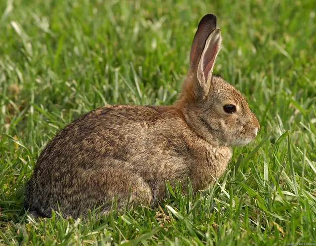 Northern Colorado Pest and Wildlife Control — photo from the business 5