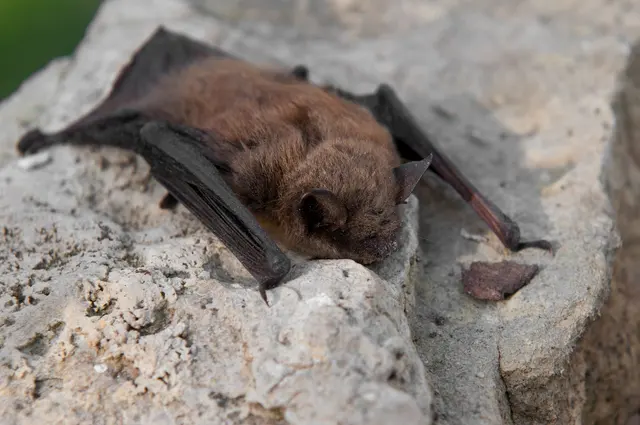 Northern Colorado Pest and Wildlife Control — photo from the business 3