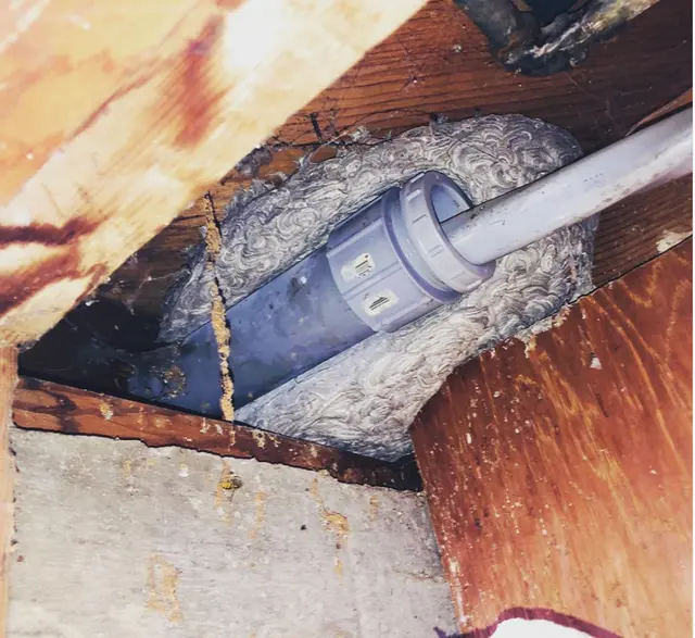 Northern Colorado Pest and Wildlife Control — photo from the business 10