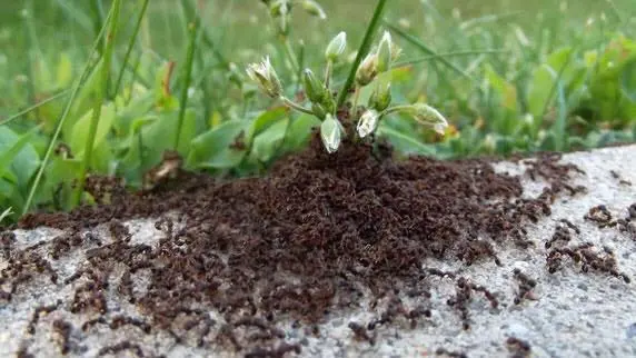 Northern Colorado Pest and Wildlife Control — photo from the business 11