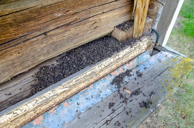 Northern Colorado Pest and Wildlife Control — photo from the business 12