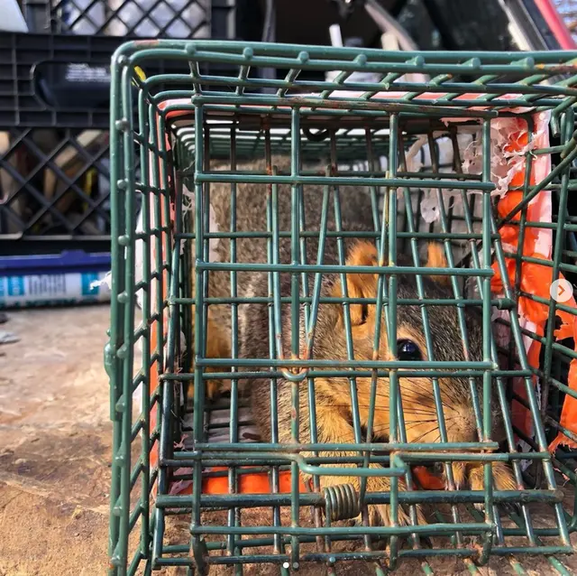 Northern Colorado Pest and Wildlife Control — photo from the business 2